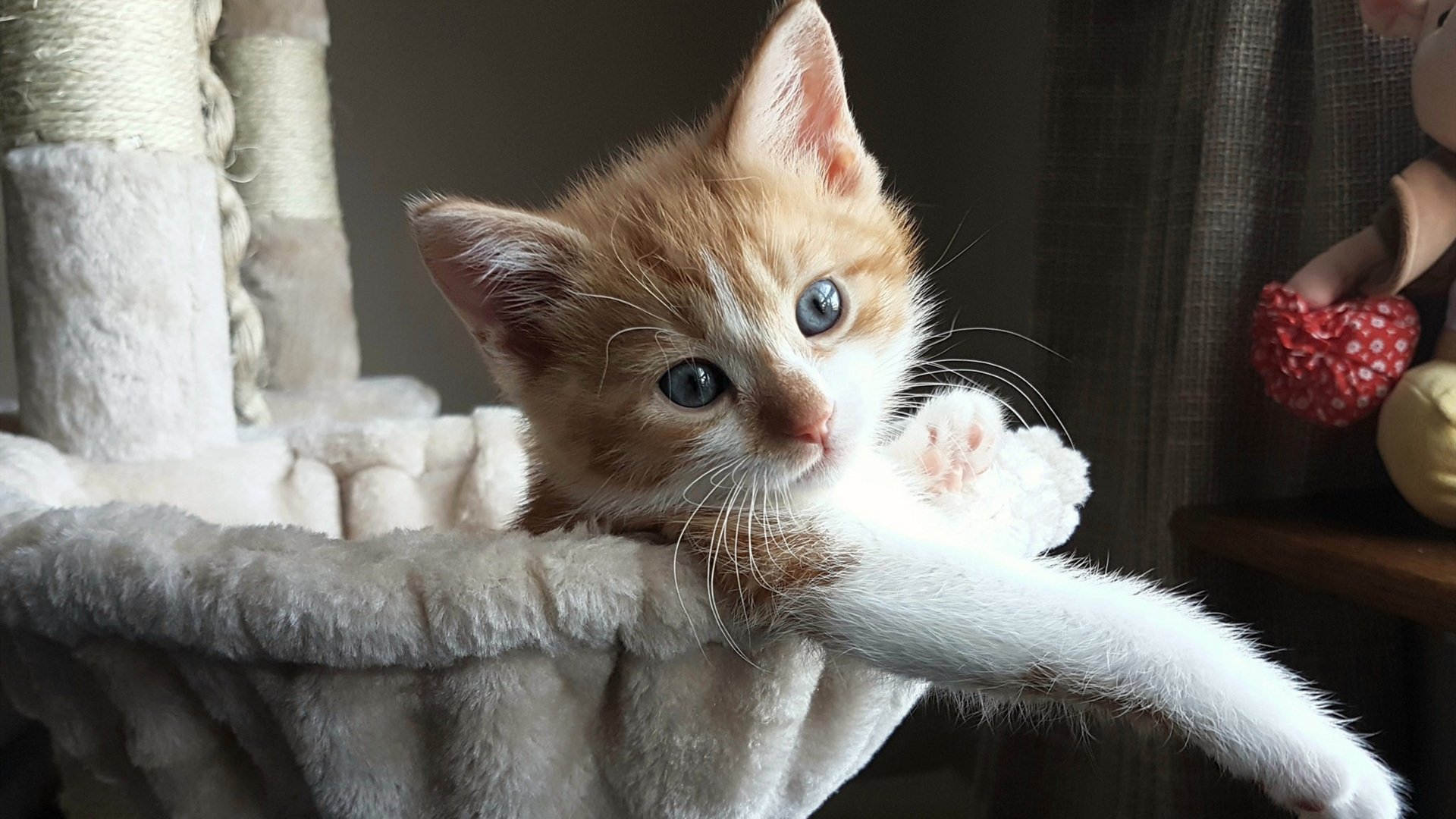 _奇才队找回状态,迎来关键胜利_,奇才队比赛最新战况