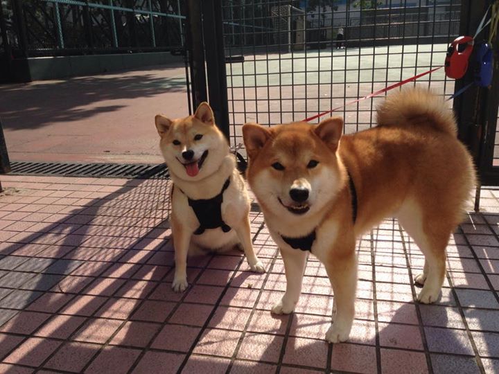 华体会hth登录-德甲球队通过数据建模优化球员冲刺频次分配的研究，德甲球员评分