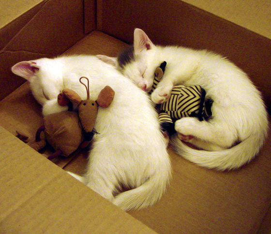 中国女足锁定胜局亚洲杯,女足 中国