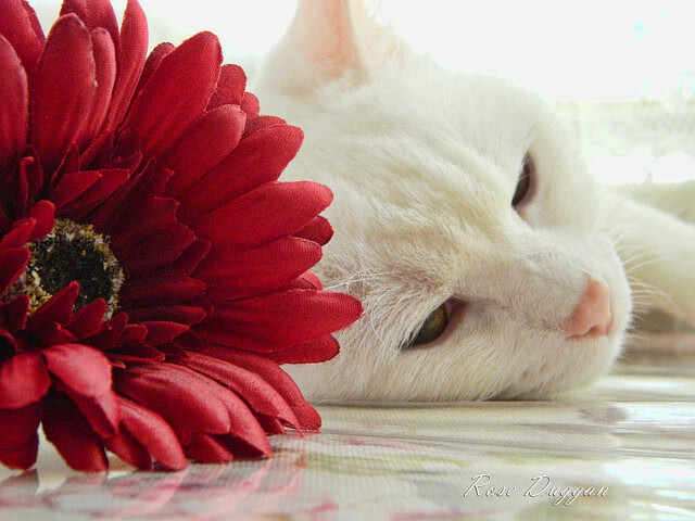 华体会hthapp下载-伤病管理方案升级加强运动前监测降低高强度训练损伤风险，运动损伤检测标准