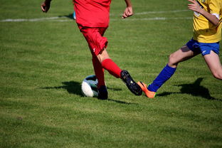 华体会在线下载-体育文化节活动预告，体育文化节活动流程