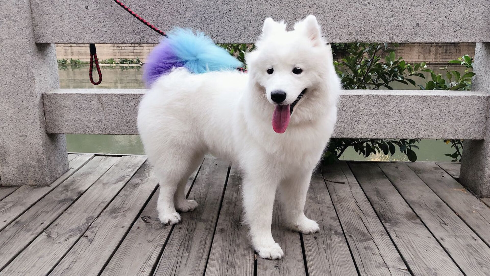 南非羚羊队:突破与防守并重,快速反击展现强大杀伤力,南非大羚羊主要分布哪里