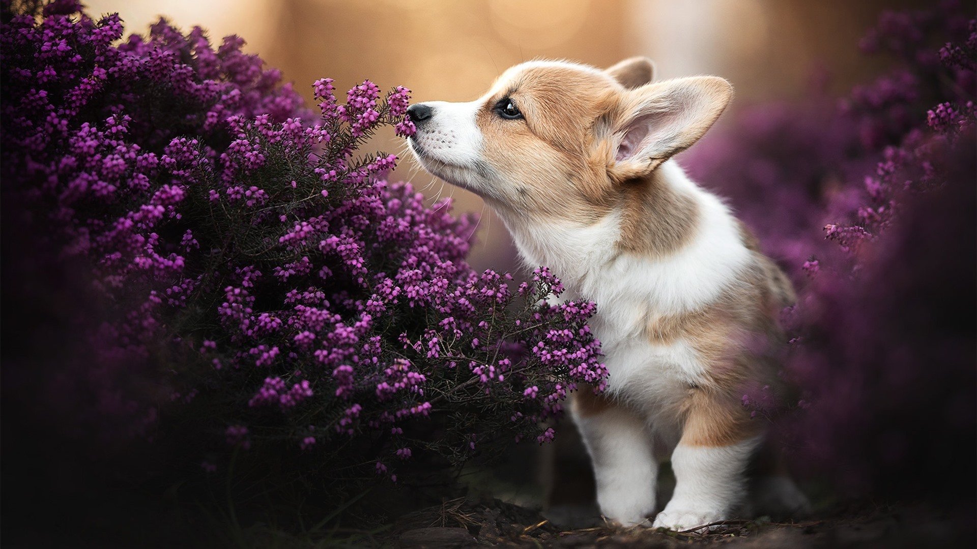 华体会官方网站首页-城市德比再次上演两队对攻激烈裁判频频介入保持比赛秩序，cba京城德比