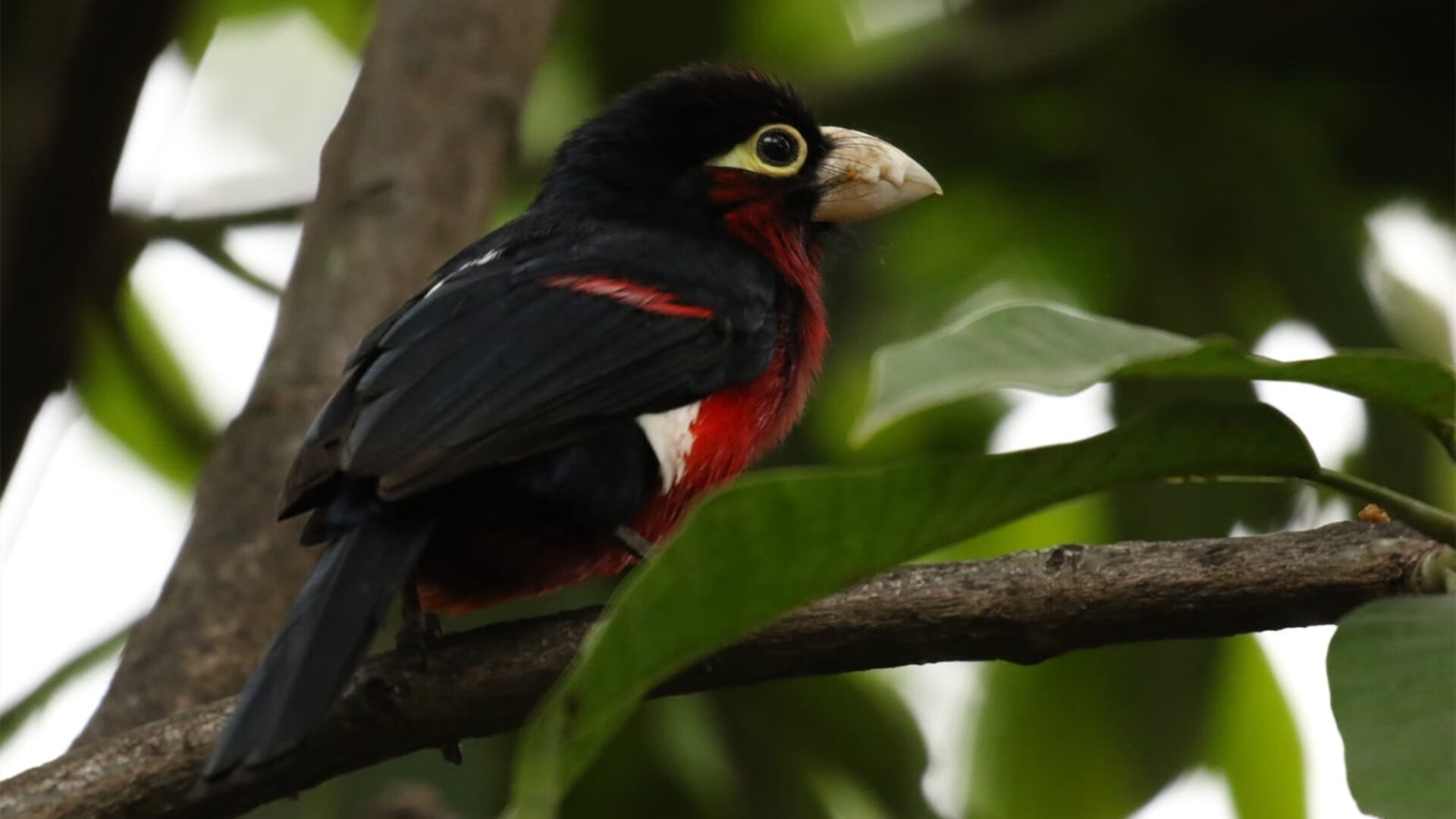华体会手机网站-鹈鹕公布赛季旅程日程大图，鹈鹕上赛季球员名单